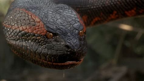 assistir anaconda online.